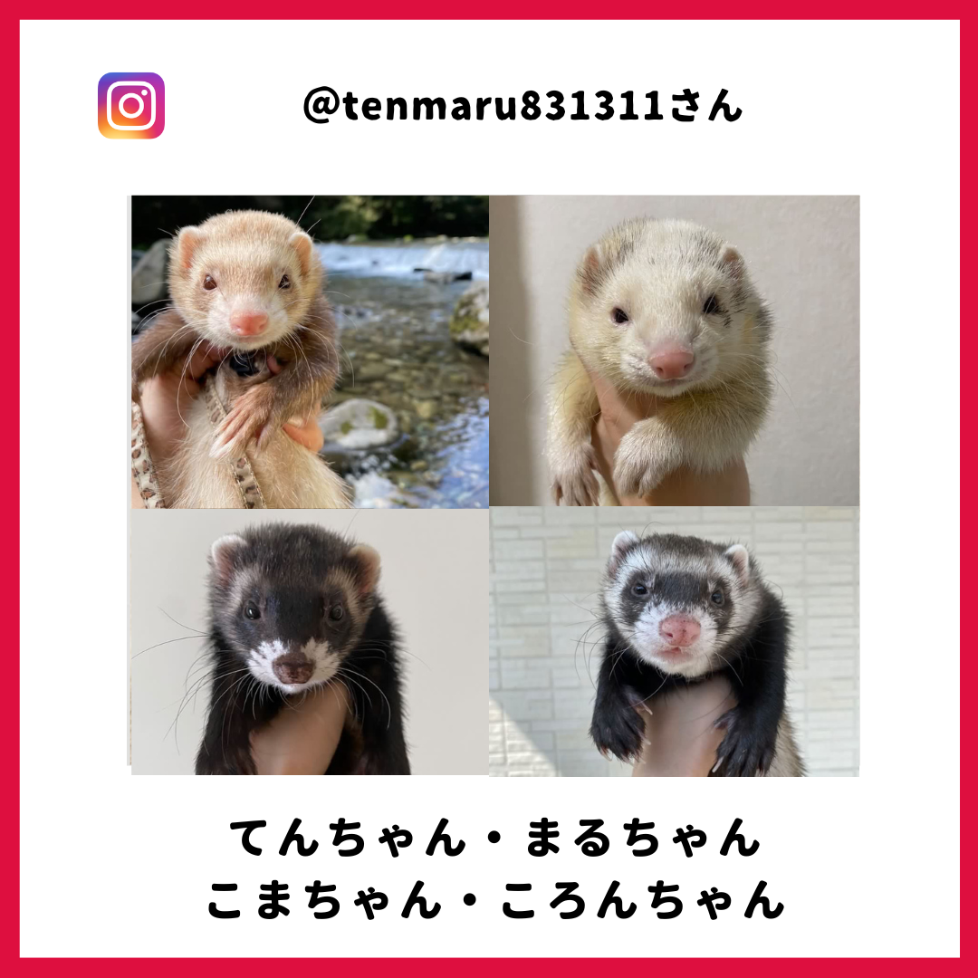 てんさん・まるさん・こまさん・ころんさん