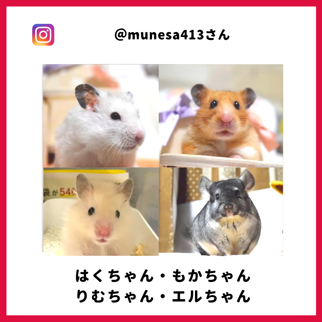 はくさん・もかさん・りむさん・エルさん