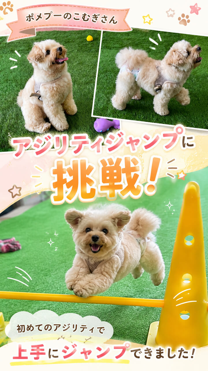 ALLWAN室内ドッグラン Instagram投稿