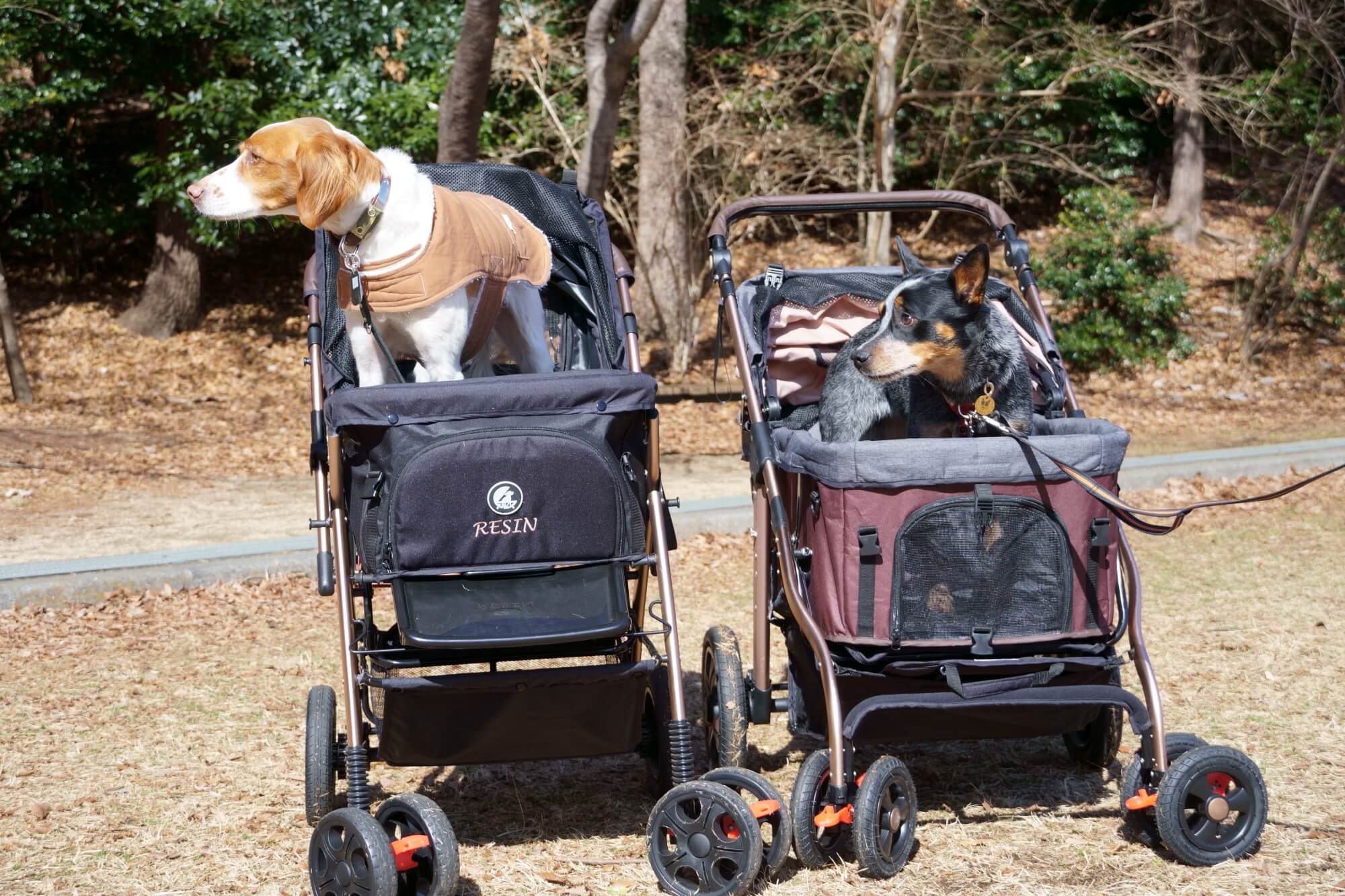 中大型犬とペットカート