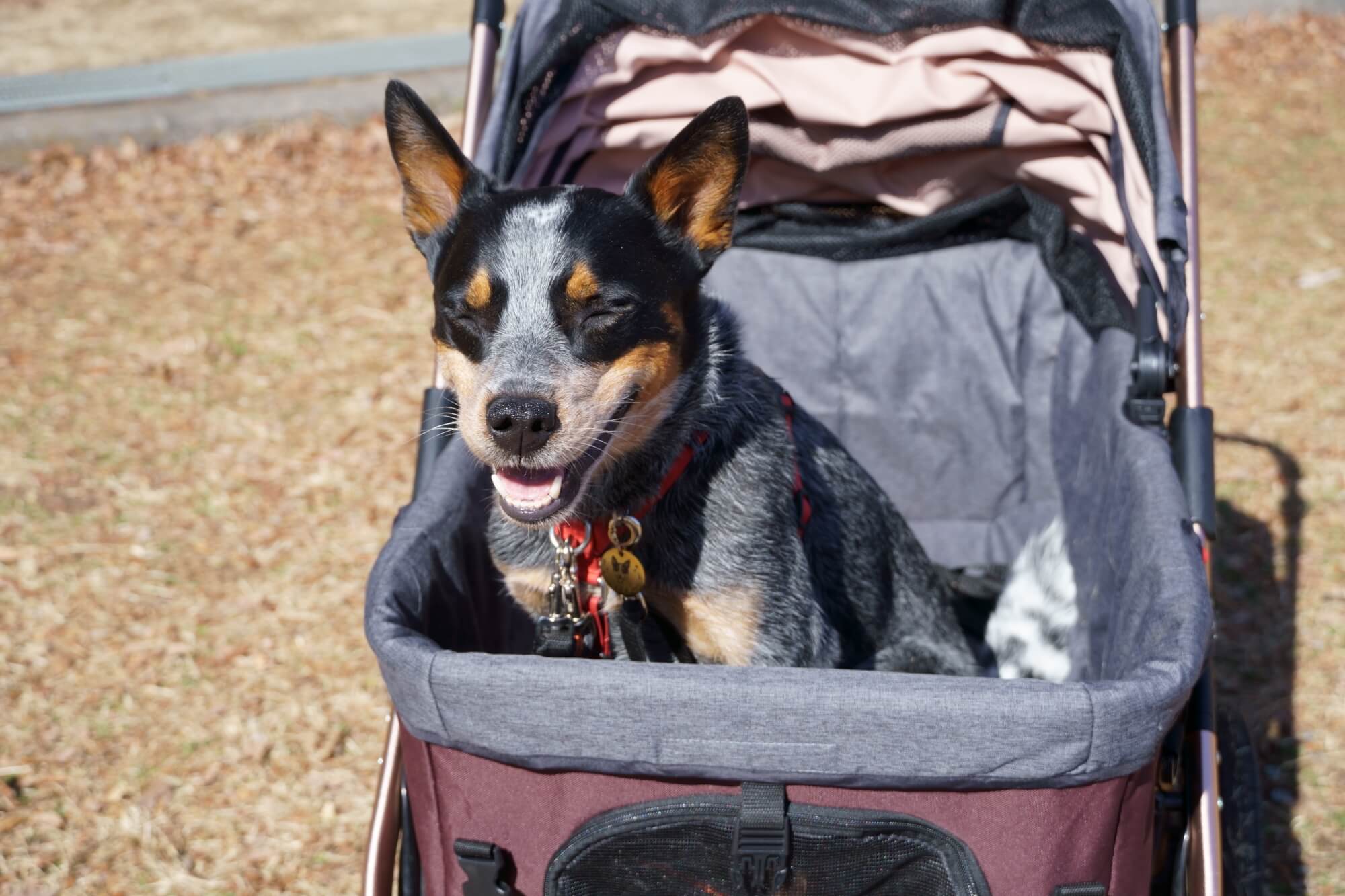 オールワンプレミアム ペットカート