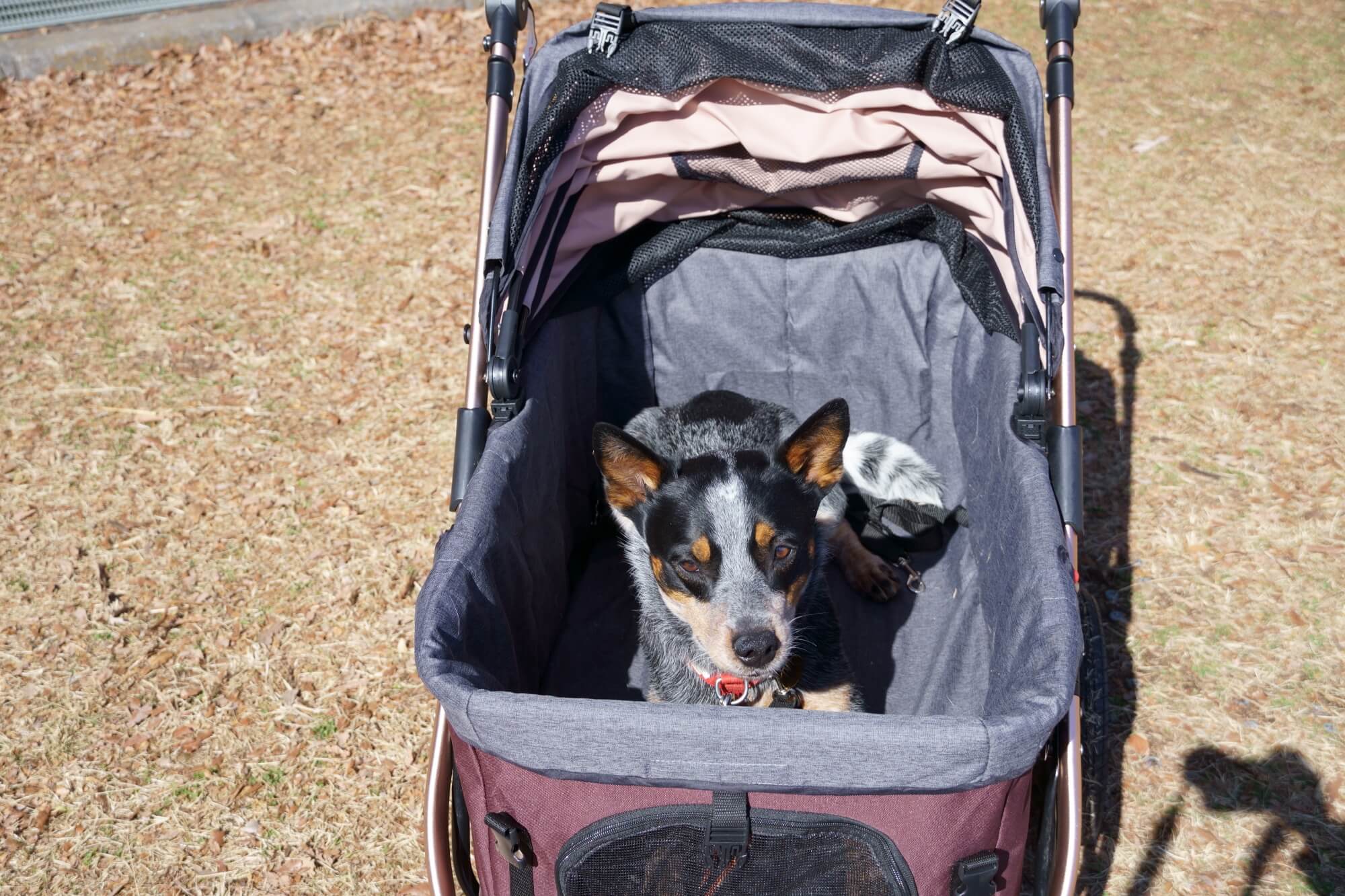 オールワンプレミアム ペットカート