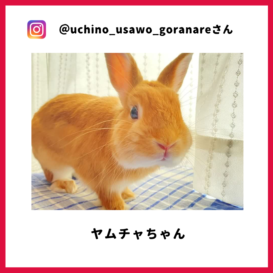 ヤムチャさん