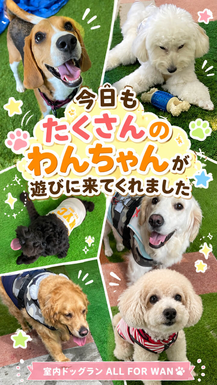 ALLWAN室内ドッグラン Instagram投稿