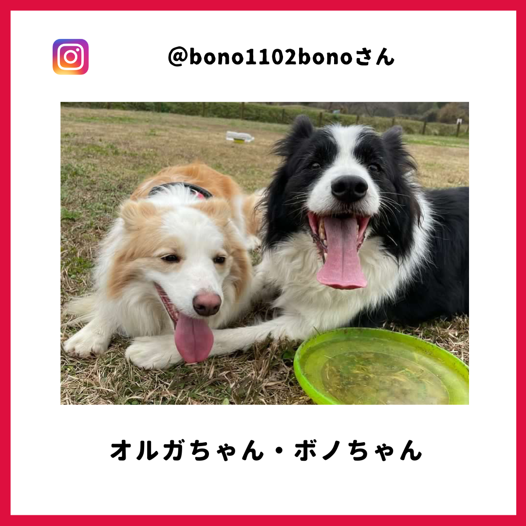 オルガさん・ボノさん