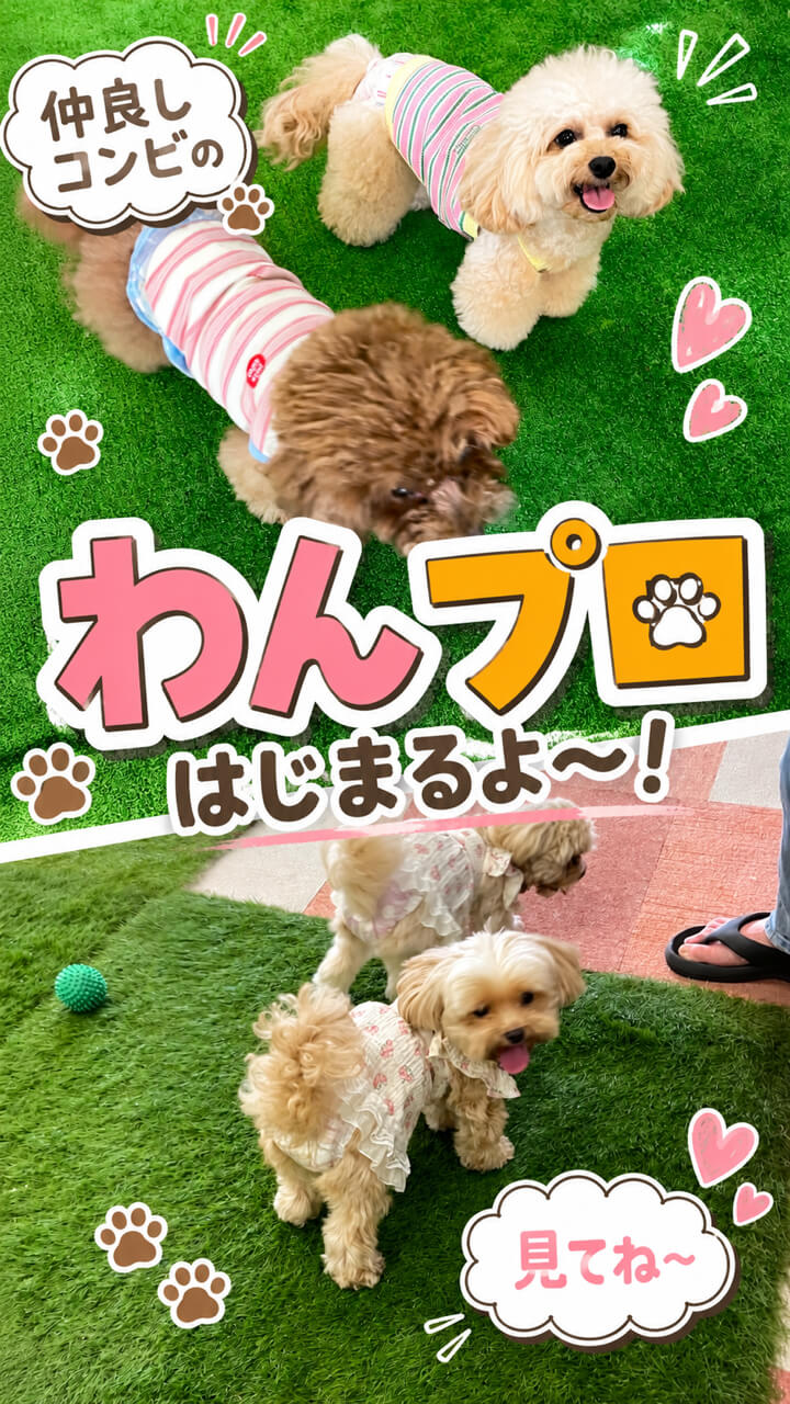 ALLWAN室内ドッグラン Instagram投稿