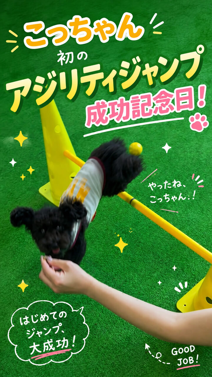 ALLWAN室内ドッグラン Instagram投稿