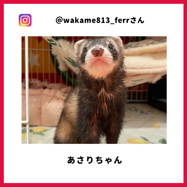 あさりちゃん