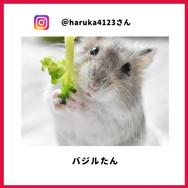 バジルくん