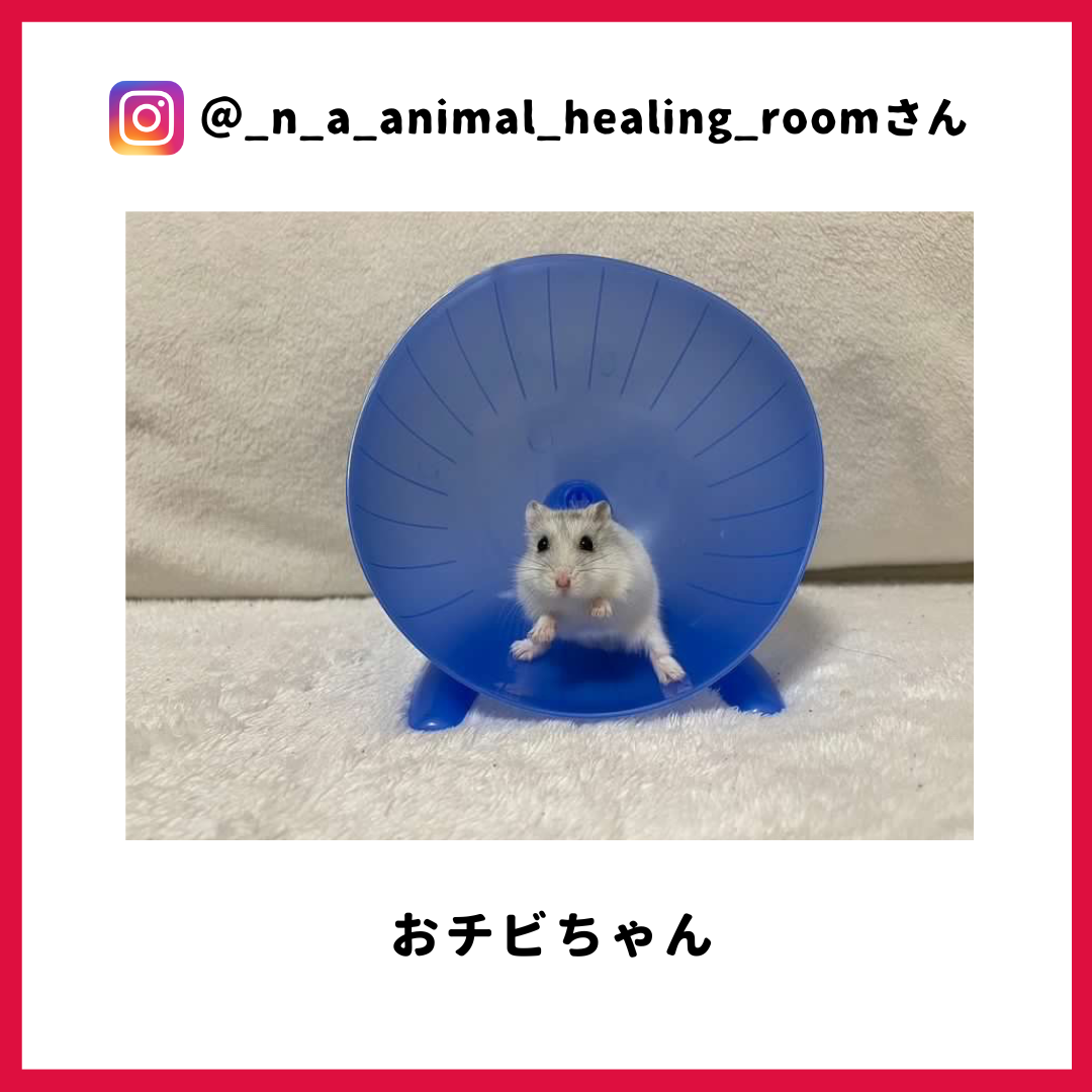おチビちゃん