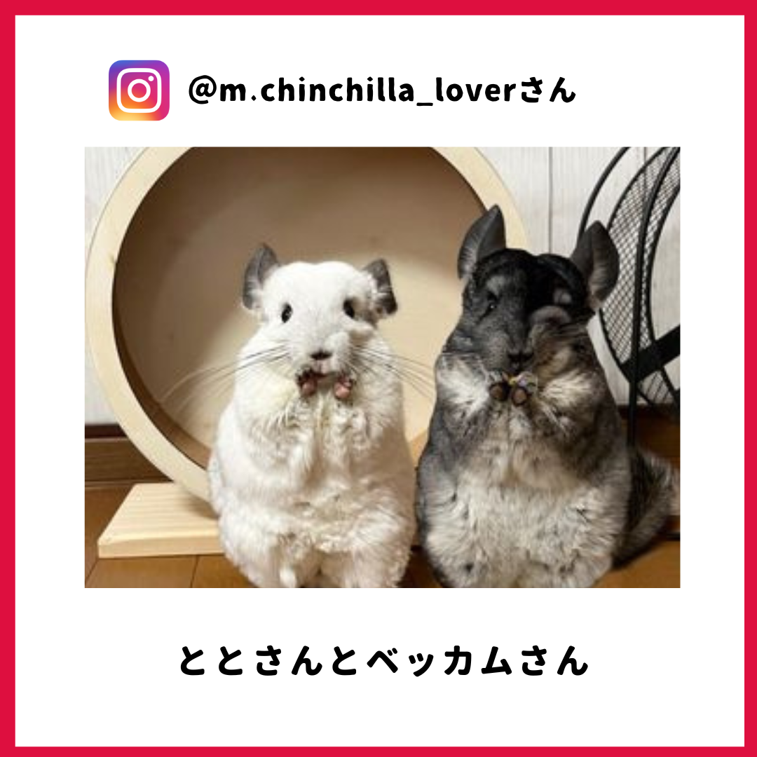 ととさん・ベッカムさん