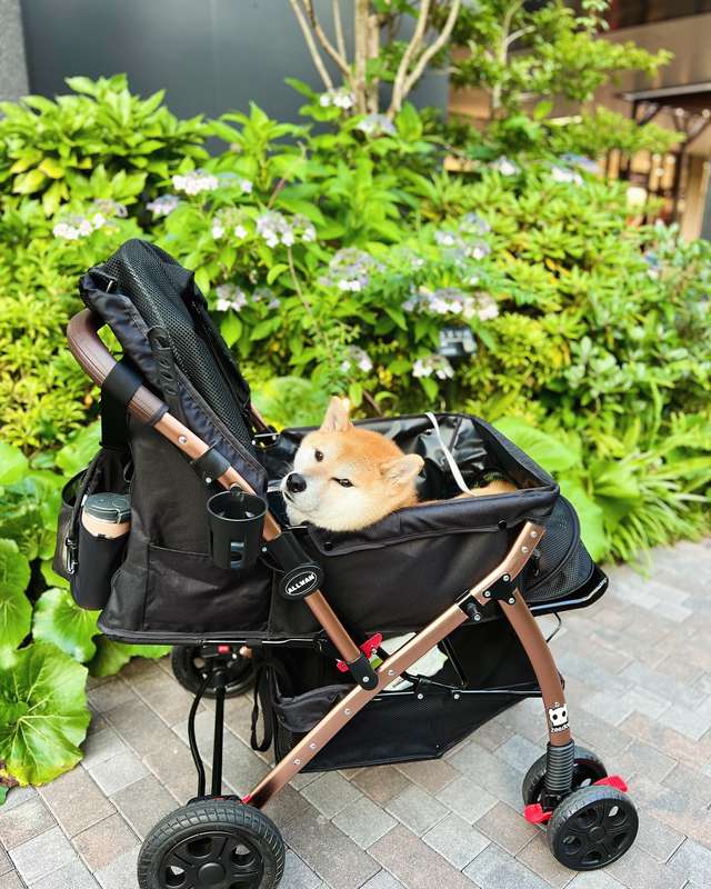 ALLWAN FREEDOM 多頭飼い ペットカート 実使用例