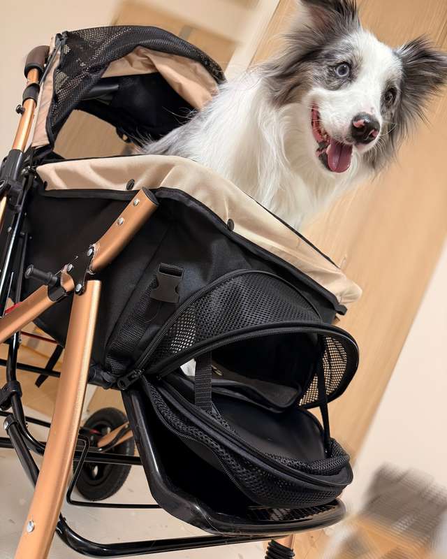 ALLWAN FREEDOM 多頭用ペットカート 使用写真