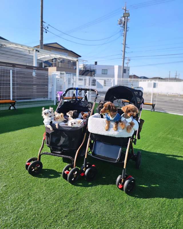 ALLWAN FREEDOM 中型犬 ペットカート 実使用例