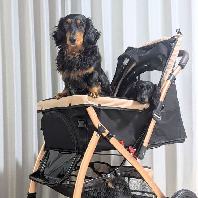 ALLWAN FREEDOM 中型犬用カート 使用例