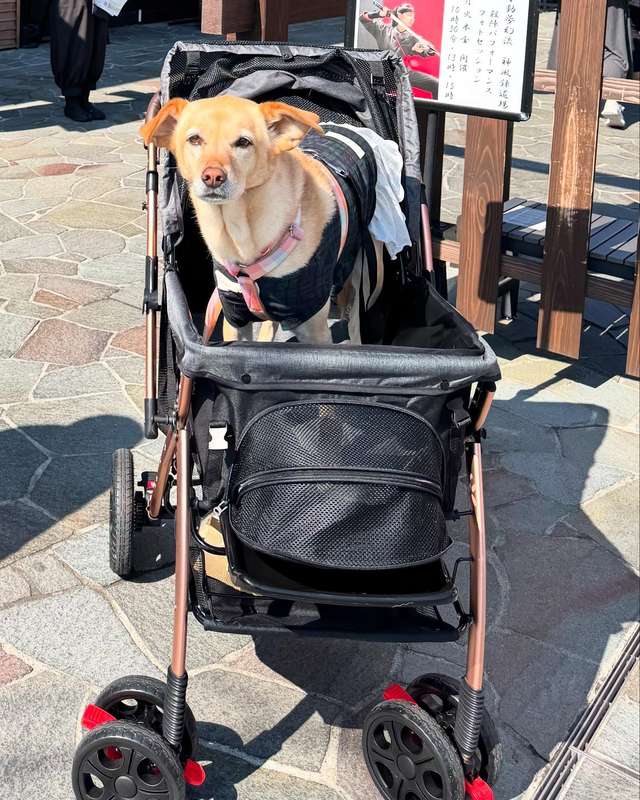 ALLWAN FREEDOM 愛犬とのお出かけ 使用例