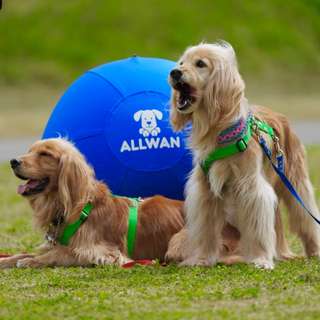ALLWAN パワフルプレイボール 実使用写真1