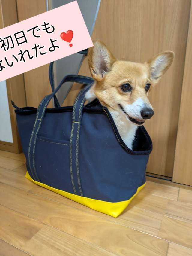 ALLWAN ODEKAKE キャリーバッグ 実使用写真1