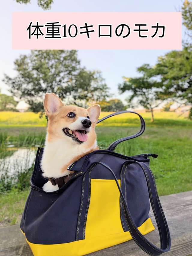 ALLWAN ODEKAKE キャリーバッグ 実使用写真5