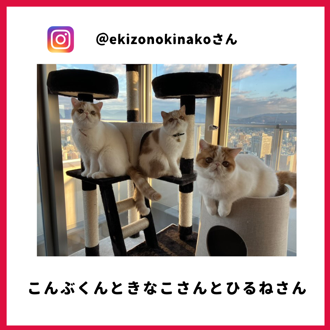 きなこさん・ひるねさん・こんぶさん
