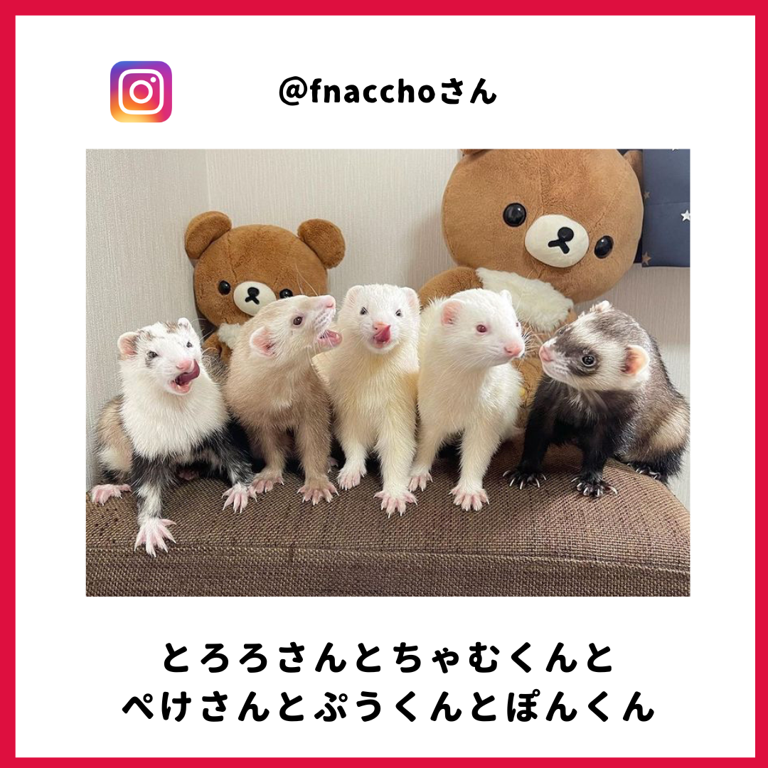 とろろさん・ぷうさん・ちゃむさん・ぽんさん・ぺけさん