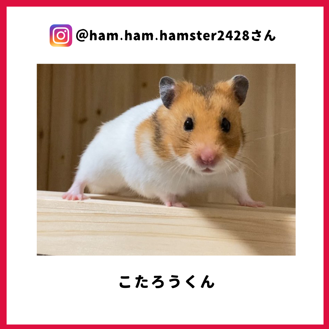 こたろうくん