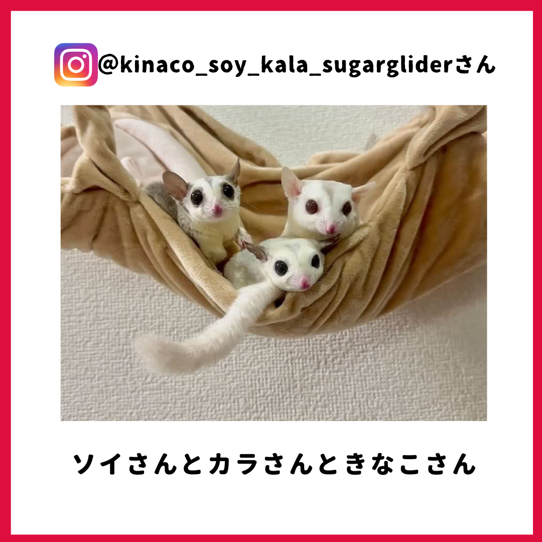 きなこさん・ソイさん・カラさん