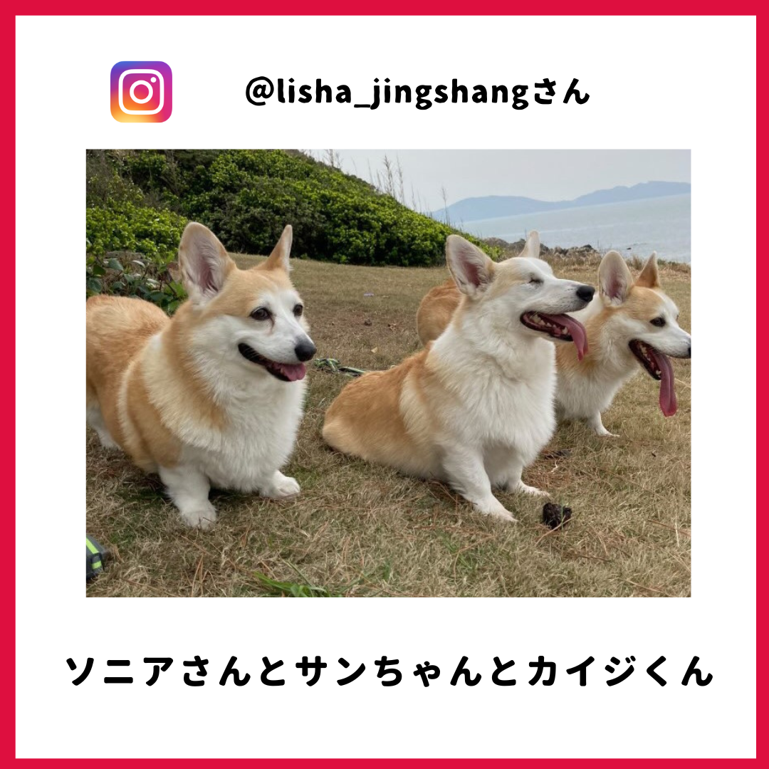 サンちゃん・ソニアさん・カイジさん