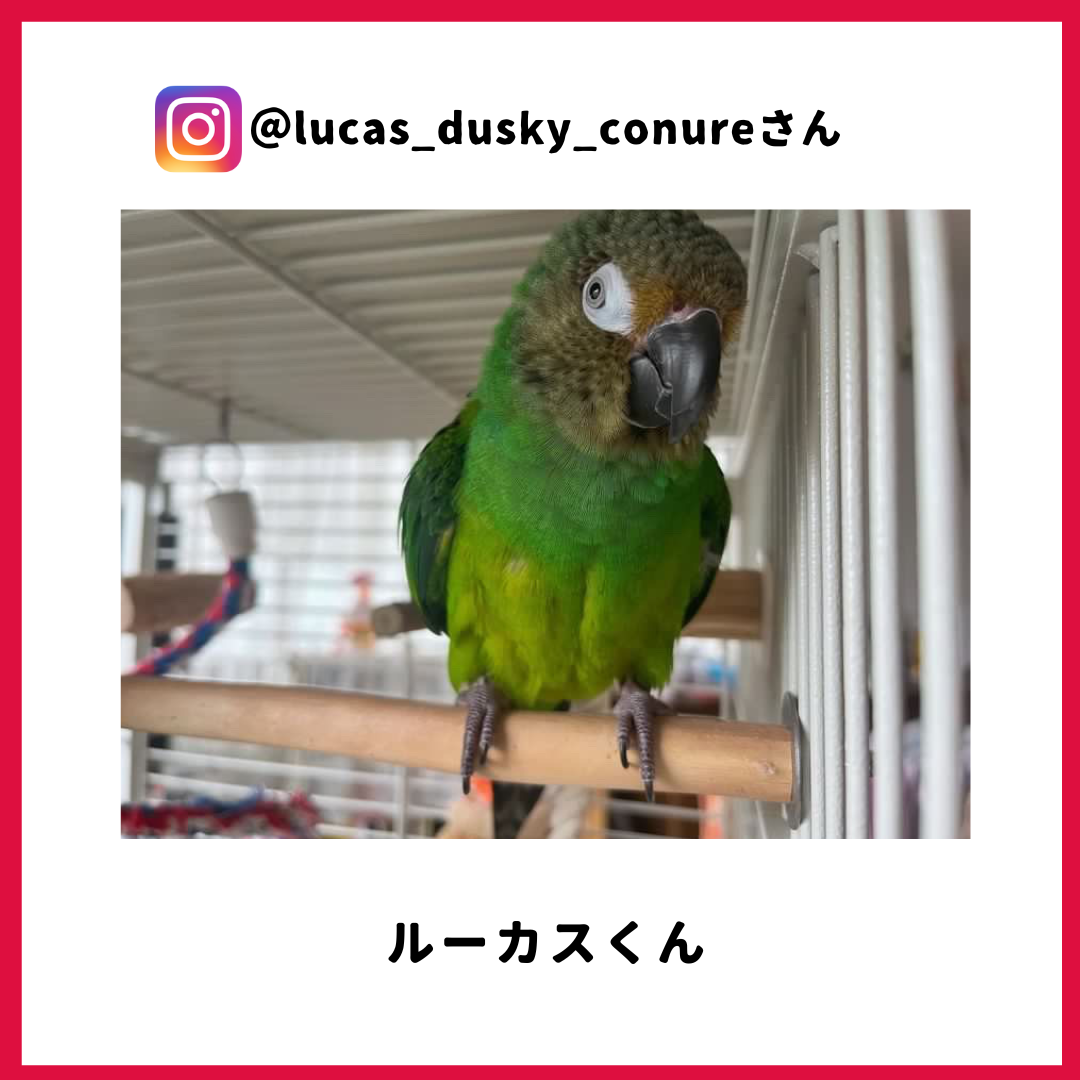 ルーカスさん