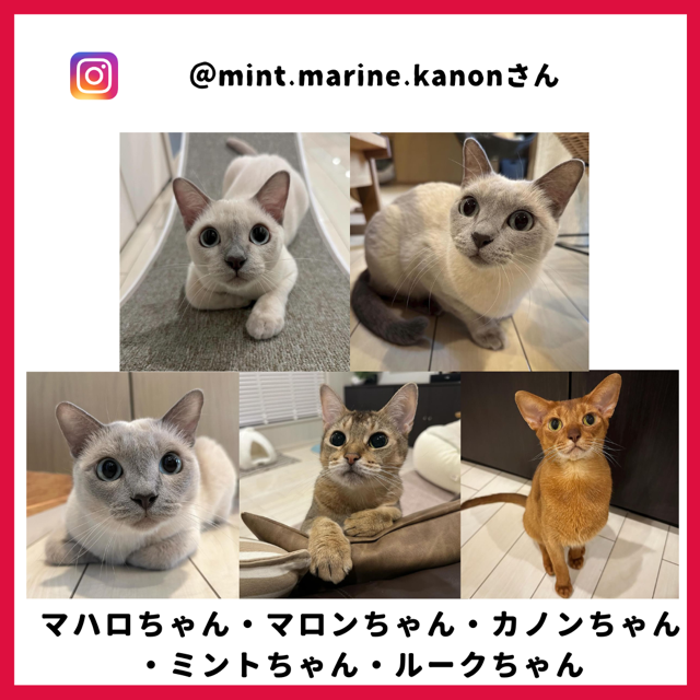 ミントちゃん・マリンちゃん・カノンちゃん・ルークちゃん・マハロちゃん