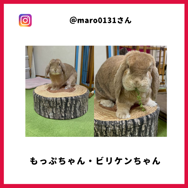 もっぷちゃん・ビリケンちゃん