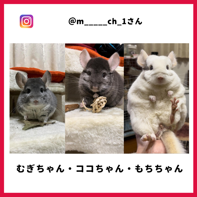 むぎちゃん・ココちゃん・もちちゃん