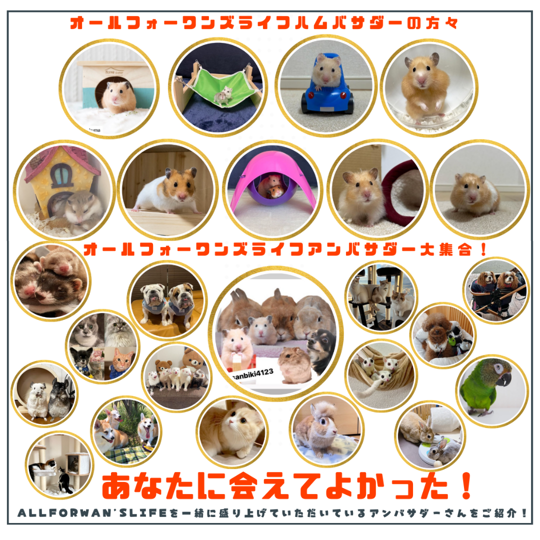 ALLFORWAN'S LIFE アンバサダー