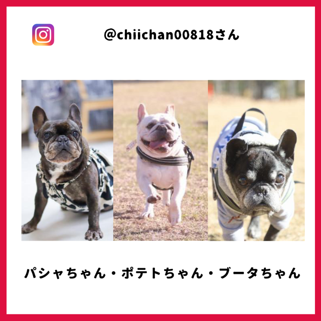 ブータちゃん・ポテトちゃん・パシャちゃん
