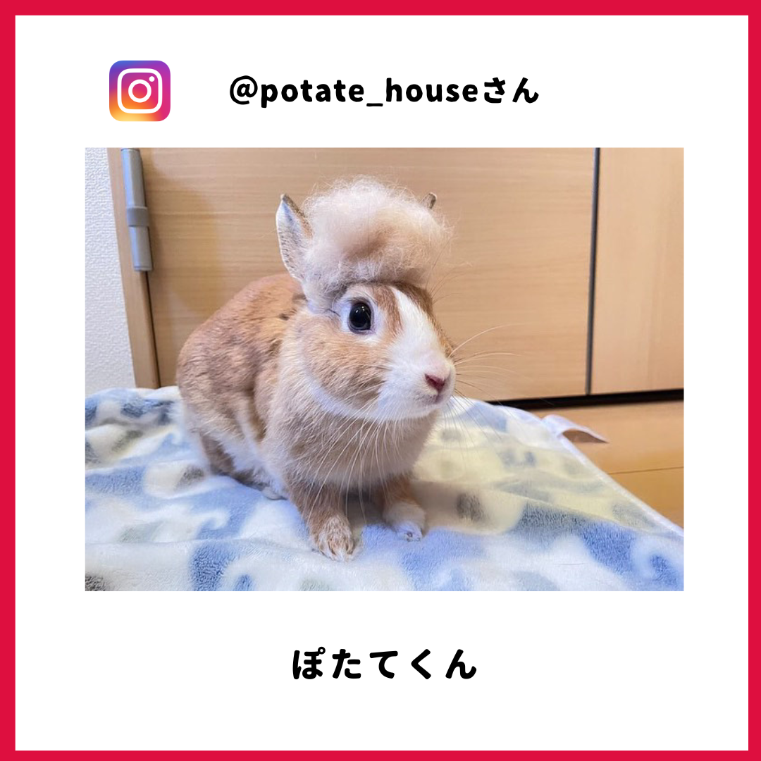 ぽたてさん
