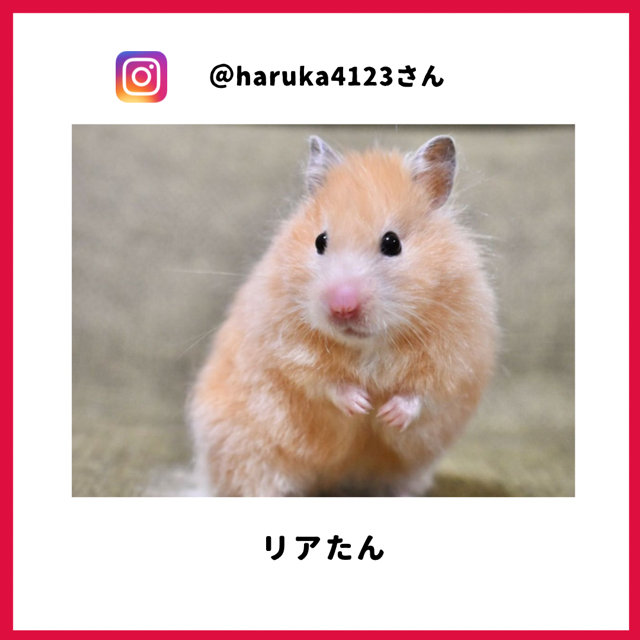 リアたん