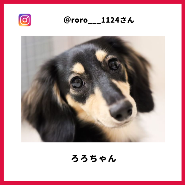 ろろちゃん