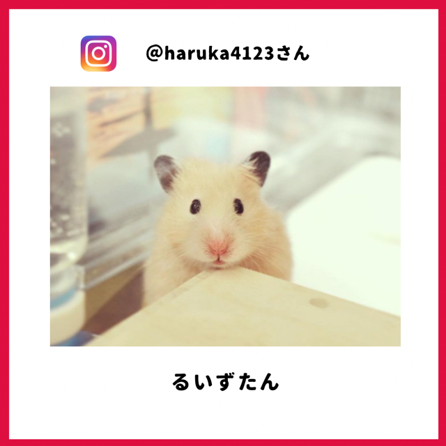 るいずたん