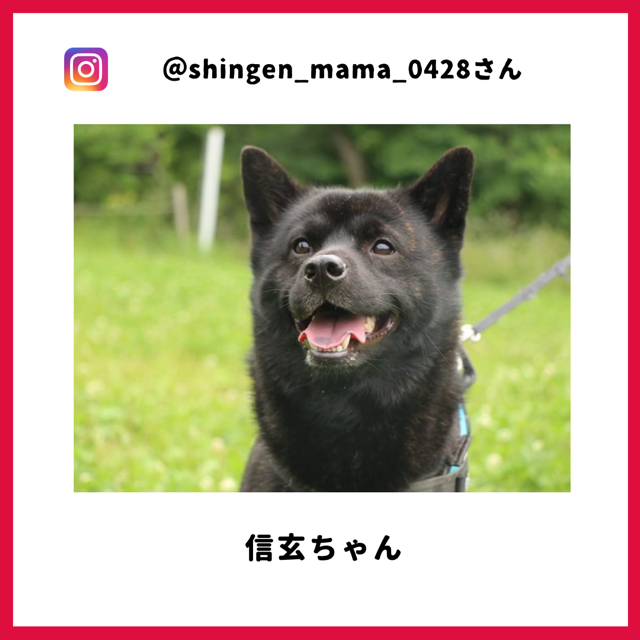 信玄ちゃん