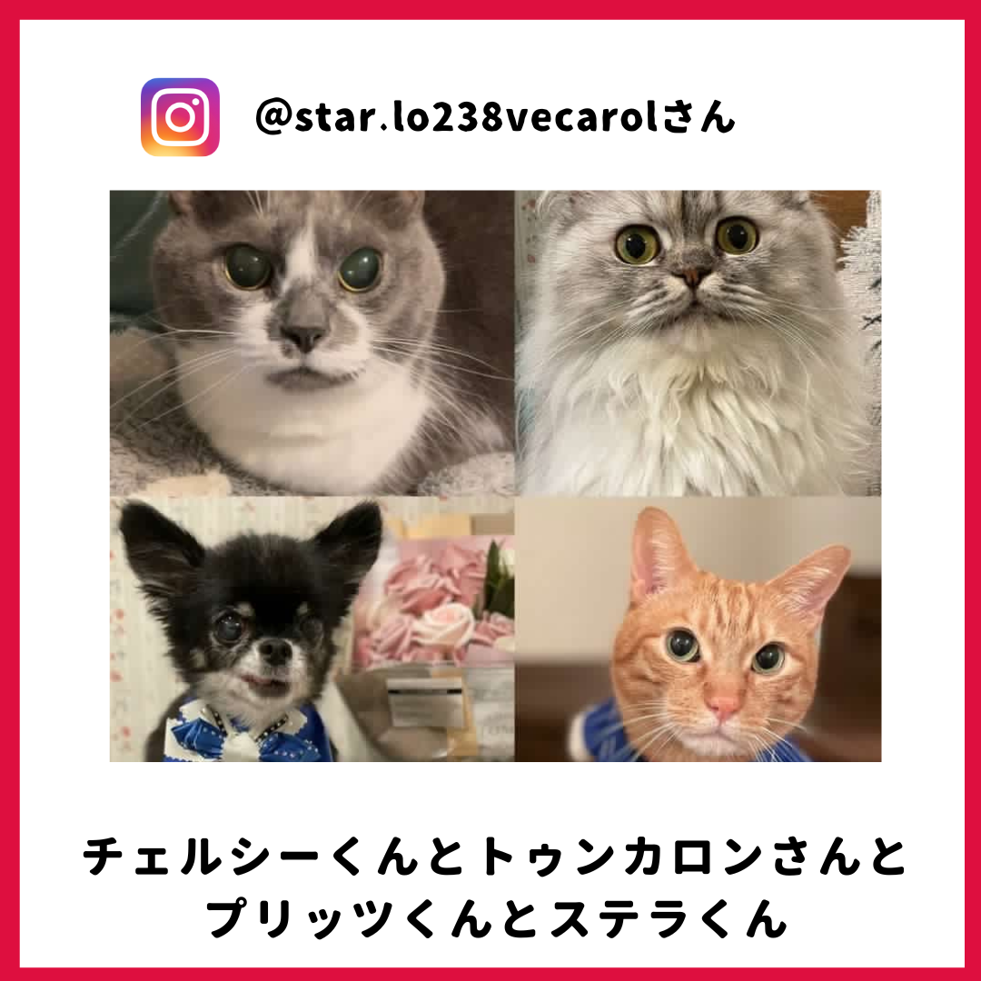 チェルシーさん・トゥンカロンさん・プリッツさん・ステラさん