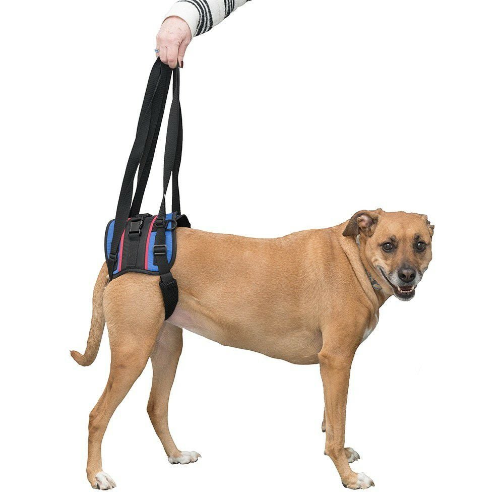 犬用 車椅子 ウォーキンホイールズ ドッグホイールチェア フロント