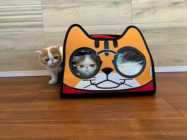 猫用キャリーバッグ通販｜おしゃれなリュック・頑丈なハードキャリー