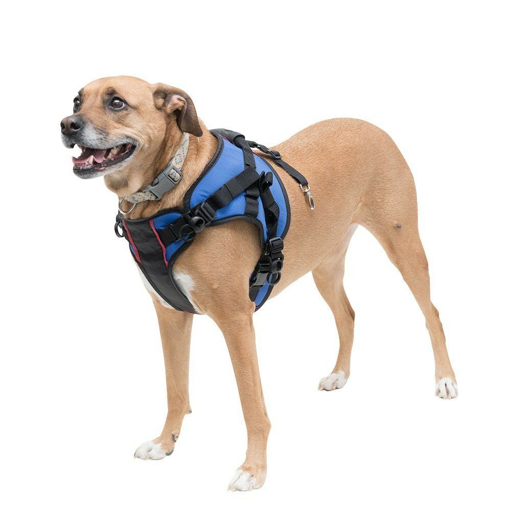 犬用車椅子・歩行補助器具】Walkin' Pets公式｜シニア犬・ヘルニア・DM