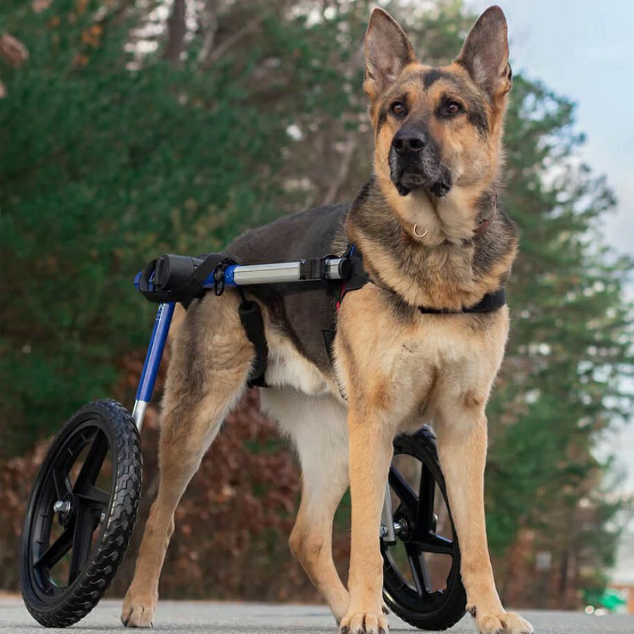 犬用 車椅子 Walkin Wheels ウォーキンホイールズ ドッグホイール