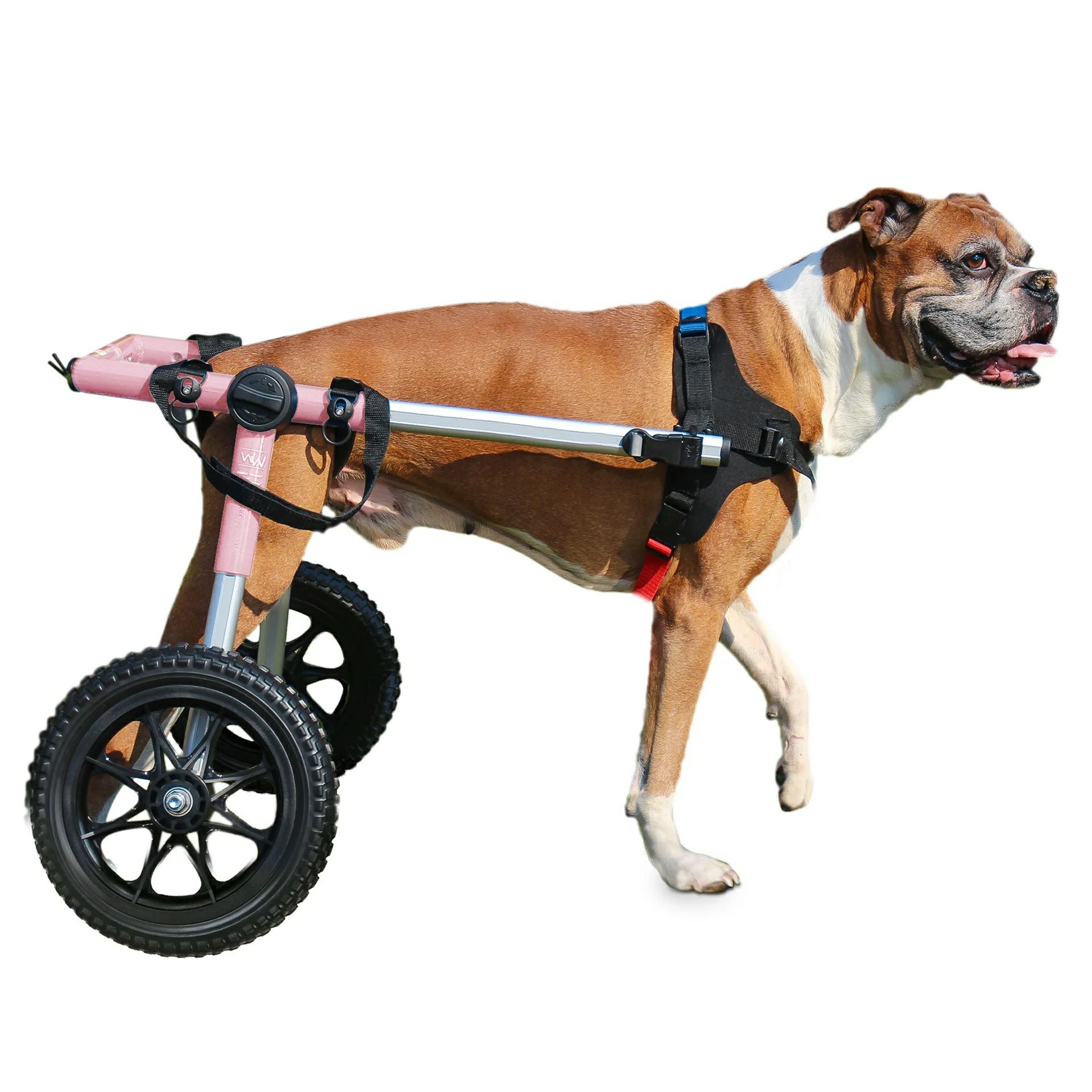 犬用 車椅子｜Walkin Wheels ウォーキンホイールズ Lサイズ 大型犬用