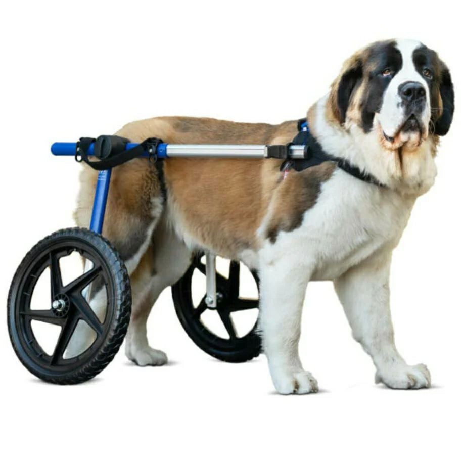 犬用 車椅子｜Walkin Wheels ウォーキンホイールズ Lサイズ 大型犬用