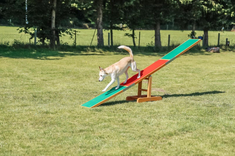 日本総輸入元】TRIXIE 本格アジリティRaised Walkway（300cm・耐荷重80kg）
