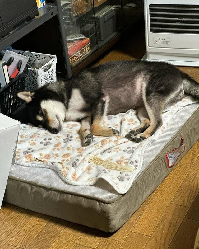 犬用 ペットベッド TRIXIE トリクシー ベストオブオールブリード
