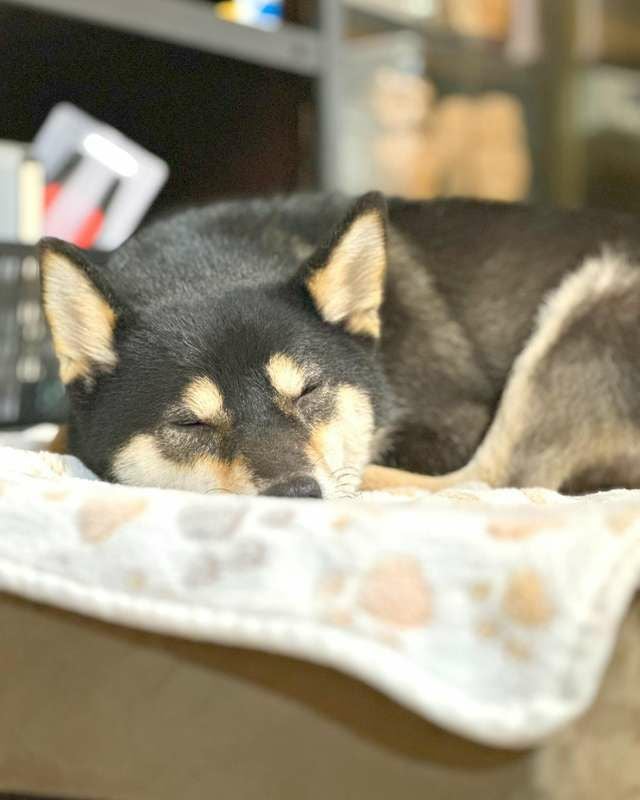 犬用 ペットベッド TRIXIE トリクシー ベストオブオールブリード
