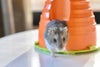 小動物用 ハウス SAVIC  ベルギーサヴィッチ ハムスターハウス ミニプレイハウス